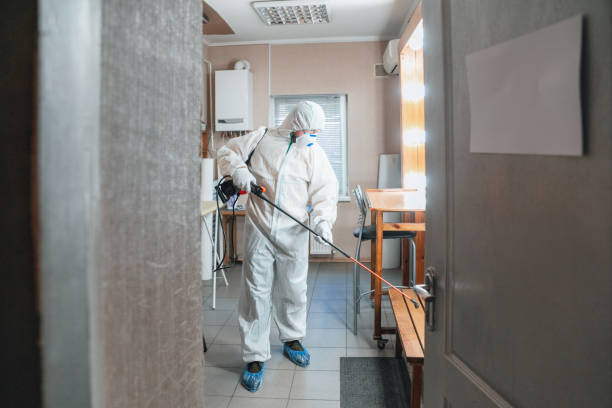 Best Mold Odor Removal Services  in Mount Jackson, VA