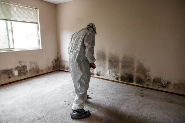 Best Emergency Mold Remediation  in Mount Jackson, VA